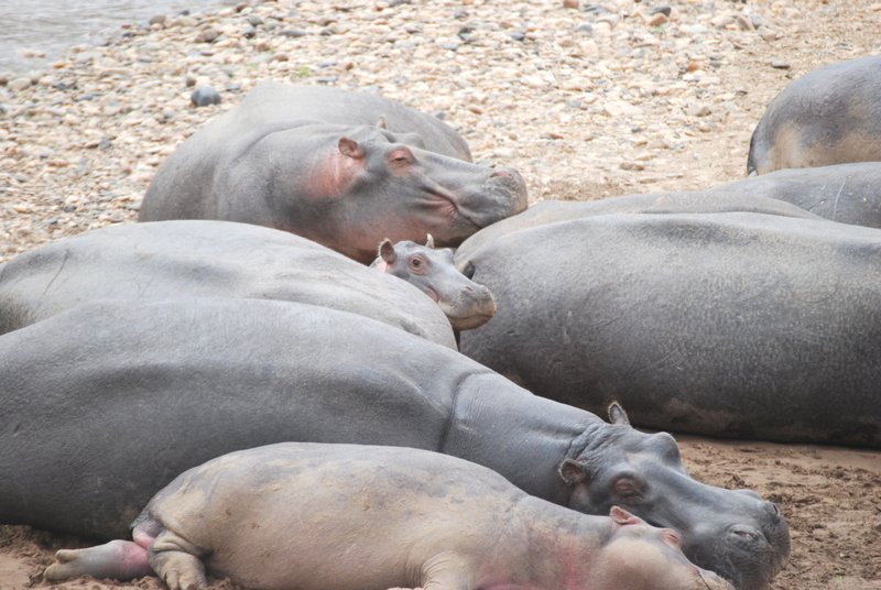 Hippo family lazing in mara river sands