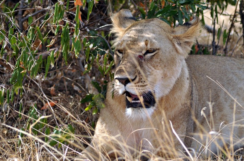 3. The 3rd Lioness at noon
