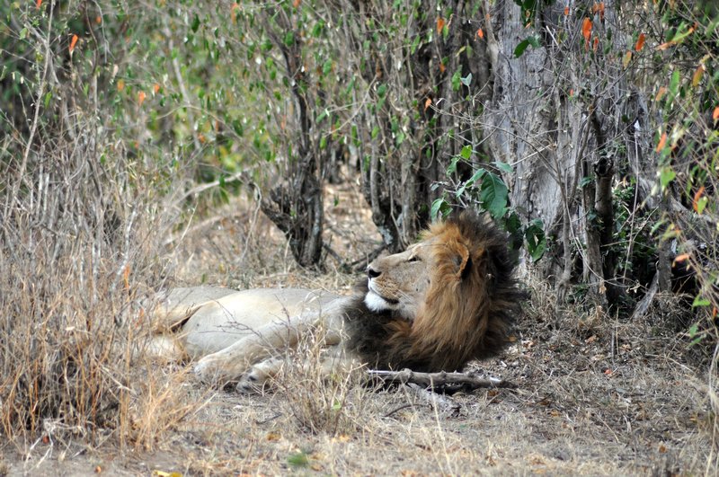 8 Lions wakes worth a wait of 2 hrs