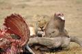 9 Lioness re-claimed its kill from Hyenas