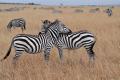 Zebra buddies
