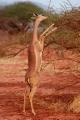 Gerenuk the only antelope which stands on 2 feet and eats