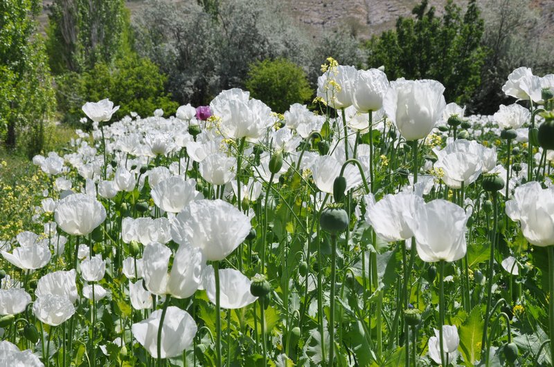 27 Opium feilds on th way to out next destination - Pamukkale