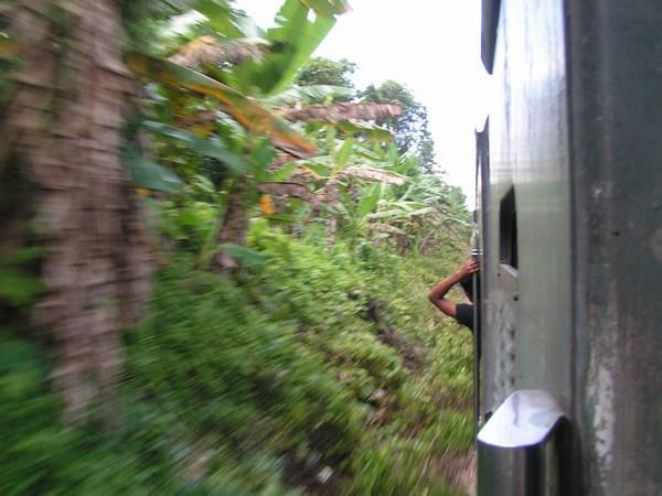 jungle train