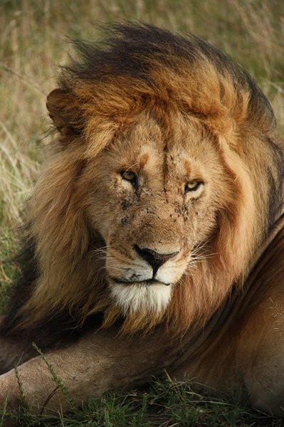 Baba Lion