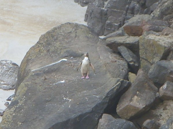 First penguin sighting