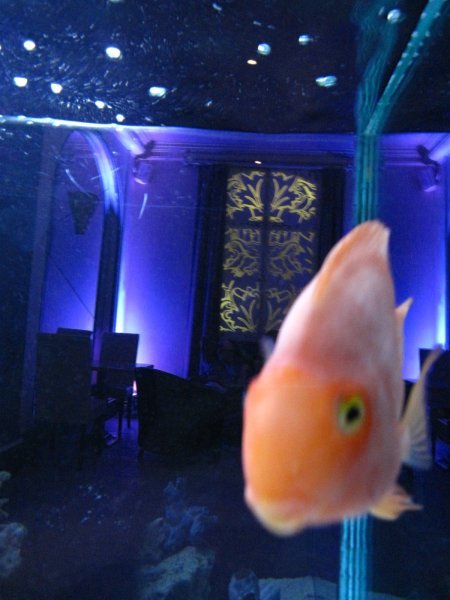 Aquarium at the club 