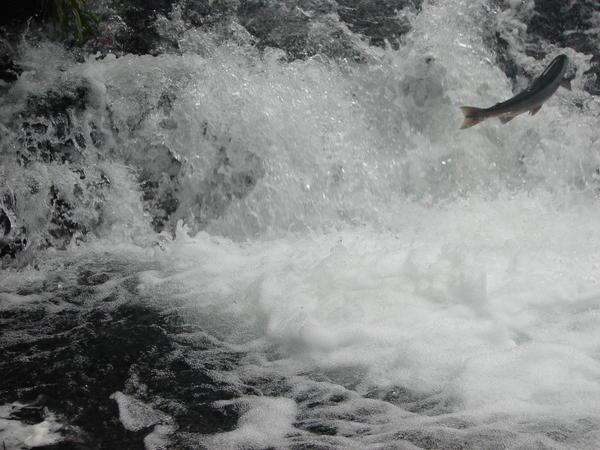 Salmon jumping