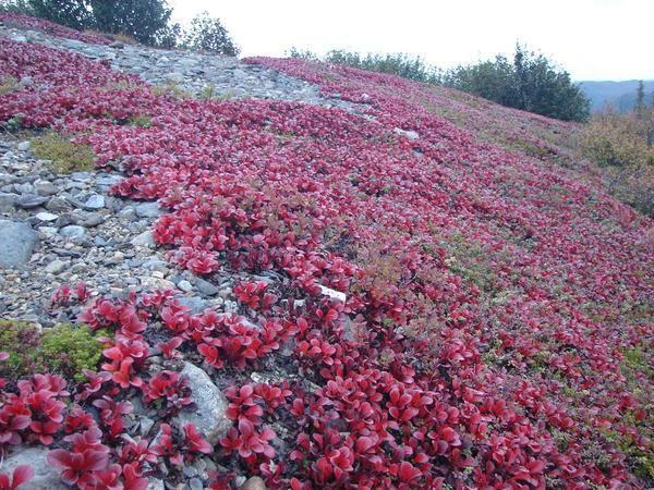 Colourful tundra