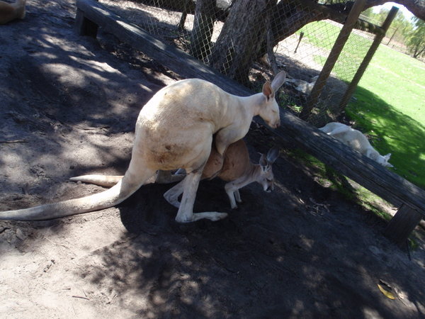 kangaroo sex