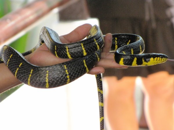Bangkok - The Snake Farm