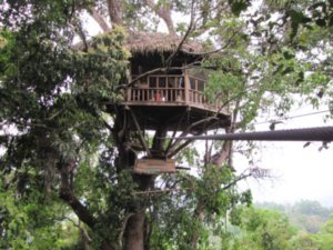 Our  Treehouse no.3