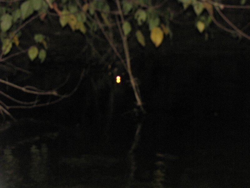 night search for caimans