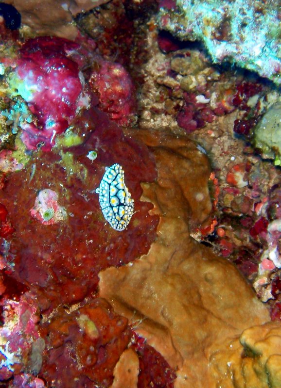 Apo Reef diving