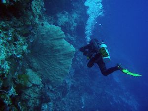 Apo Reef diving