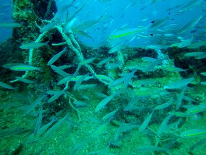 Apo Reef Diving