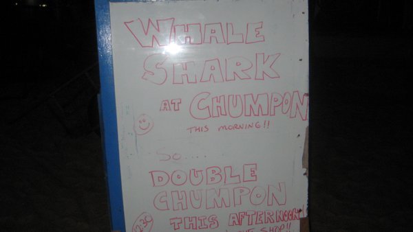 Whale Shark at Chumphon!