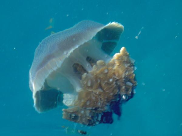 The Jellyfish!!!