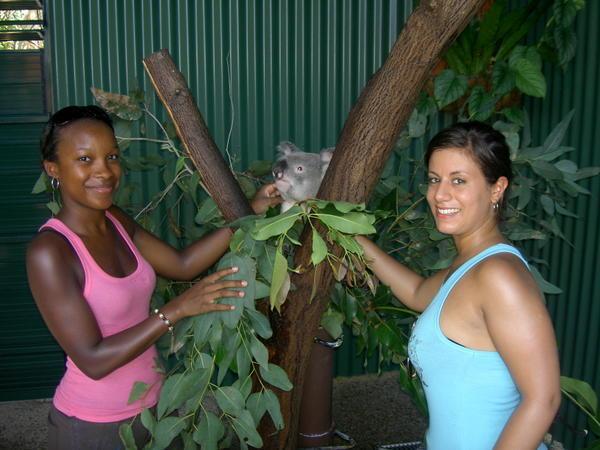 The Koala's