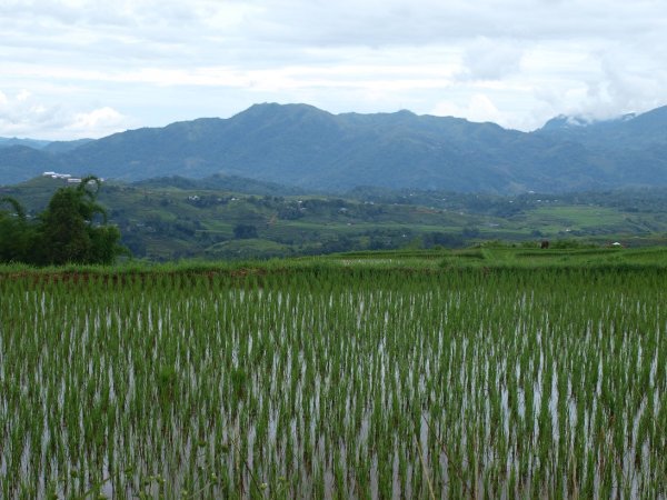 rice padis