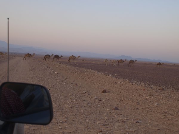 Wadi Araba, Bir Madhkur (survey area) - camels