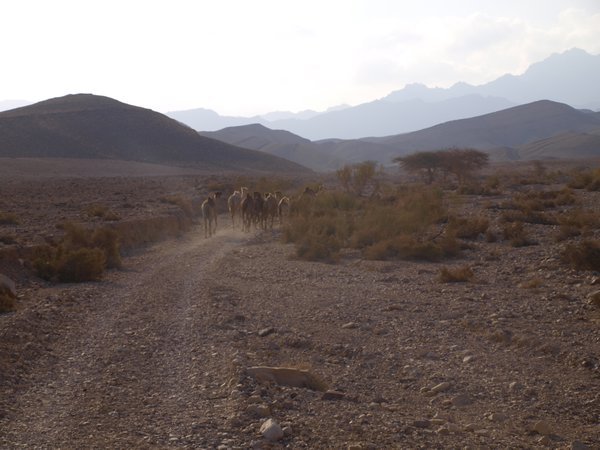 Wadi Araba, Bir Madhkur (survey area) - more camels