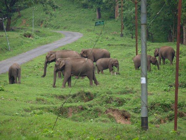 Parambikulam Wildlife Sanctuary Kerala Photo