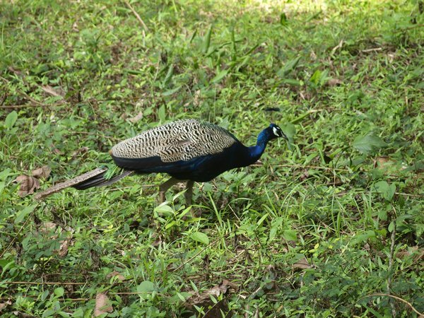 Parambikulam Wildlife Sanctuary (Kerala)