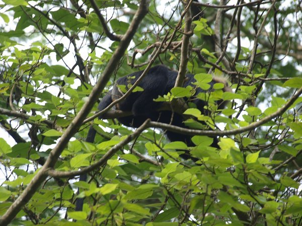 Parambikulam Wildlife Sanctuary (Kerala)