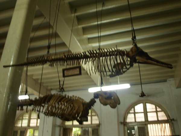Chennai - museum - bones