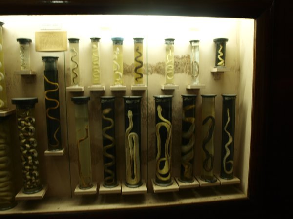 Chennai - museum - snakes