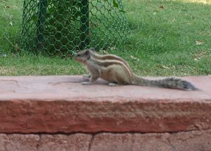 Red Fort - squirrel