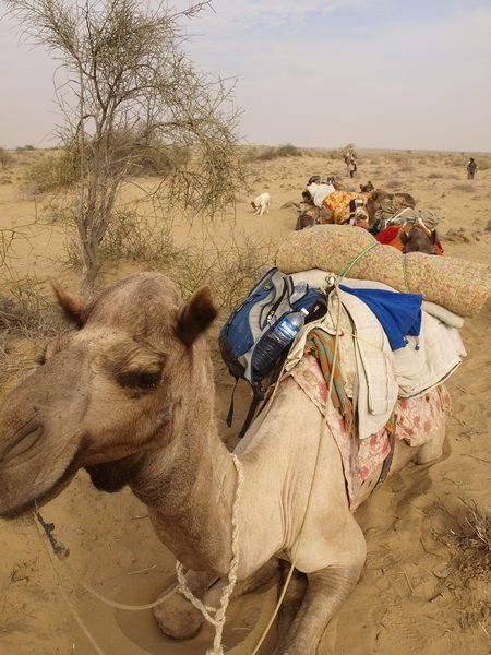 Camel Safari - title