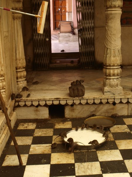 Bikaner - temple