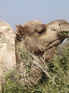 Camel Safari 