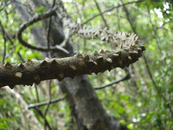 Khao Yai National Park