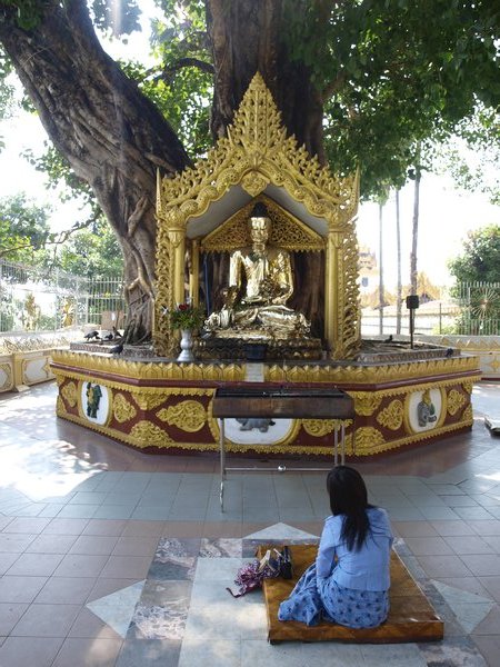 Yangon - Shwedagon pagoda