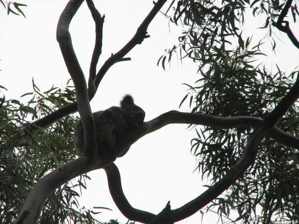 Koala i det fri