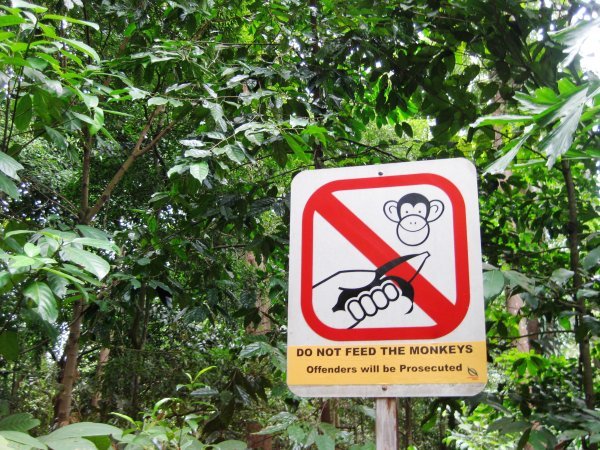 Don't feed the monkeys