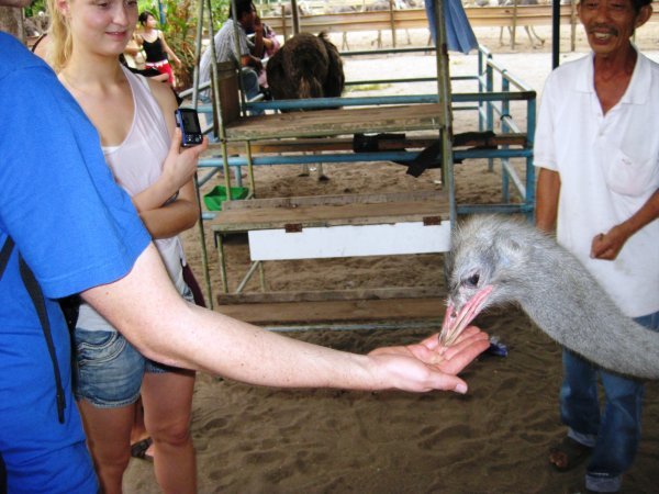 Feeding the ostrich