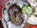 Biggest oyster ever