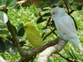 Wild canaries