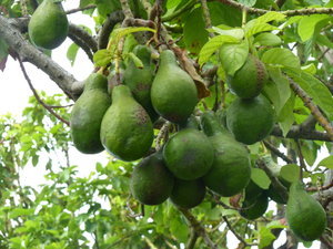 Avocados growing wild on San Andres | Photo