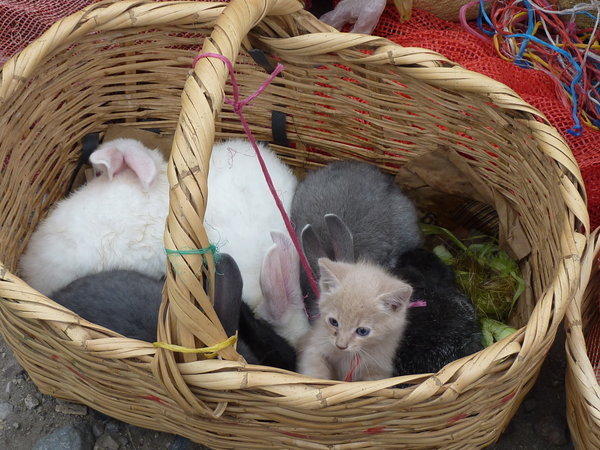 Kitten in a Basket with Bunnies