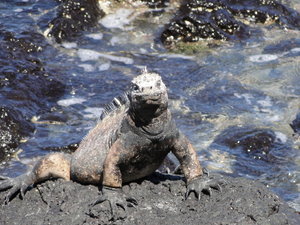 Our first (of many) Marine Iguana