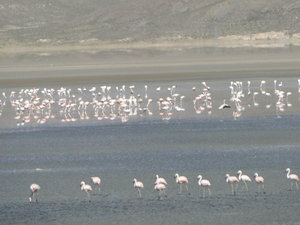 Thousands of Flamingos