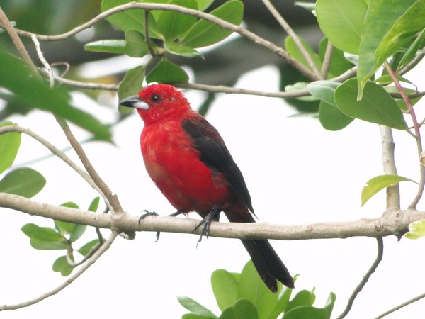 Red Bird in Treze Luas' Garden