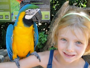 Blue Macaw with Amy