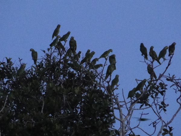 Parrots at Dawn