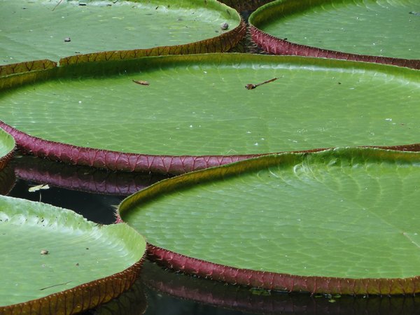 Water Lily Pads